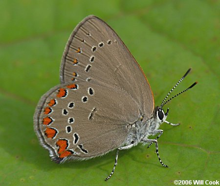 Coral Hairstreak (Satyrium titus)