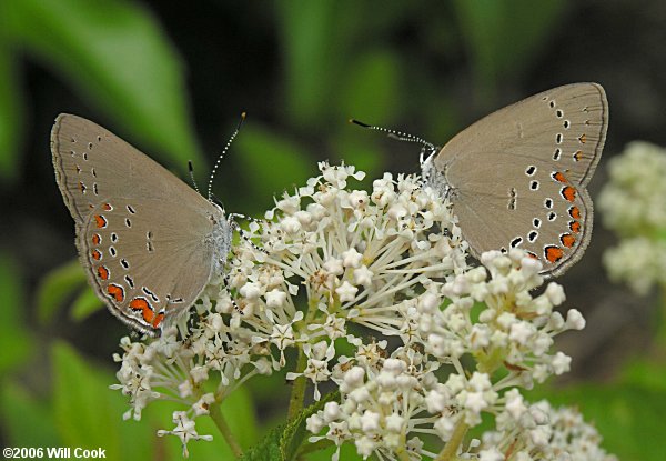 Coral Hairstreak (Satyrium titus)