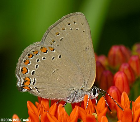 Coral Hairstreak (Satyrium titus)