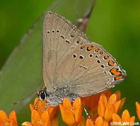 Coral Hairstreak (Satyrium titus)