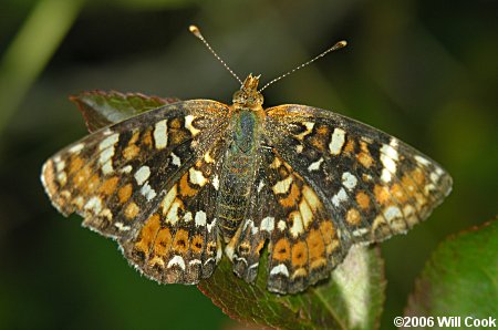 Field Crescent (Phyciodes pulchellus owimba)