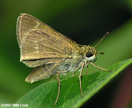 Crossline Skipper (Polites origenes)