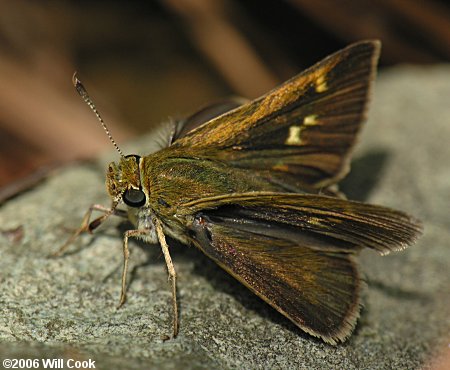 Crossline Skipper (Polites origenes)