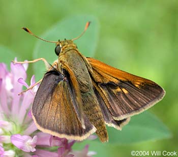 Crossline Skipper (Polites origenes)