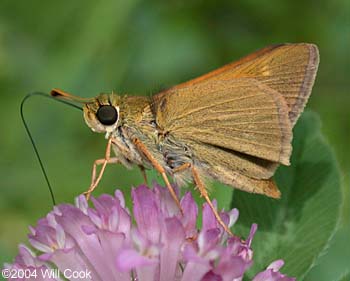 Crossline Skipper (Polites origenes)