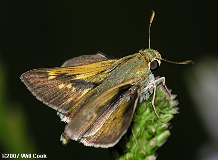 Crossline Skipper (Polites origenes)