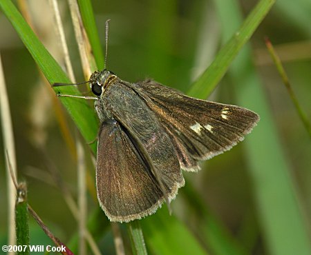 Crossline Skipper (Polites origenes)