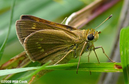 Crossline Skipper (Polites origenes)