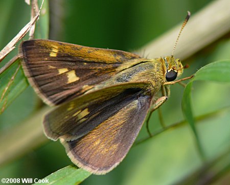 Crossline Skipper (Polites origenes)