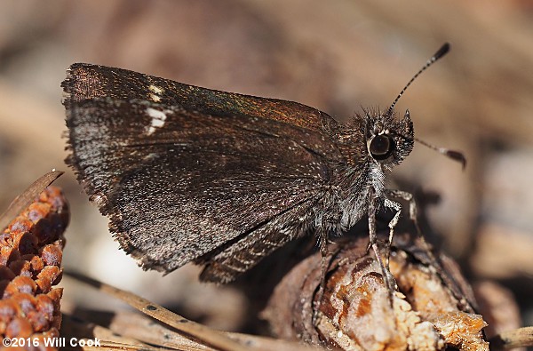 Common Roadside-Skipper (Amblyscirtes vialis)