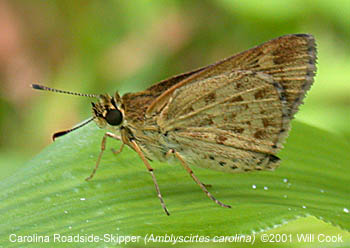 Carolina Roadside-Skipper (Amblyscirtes carolina)