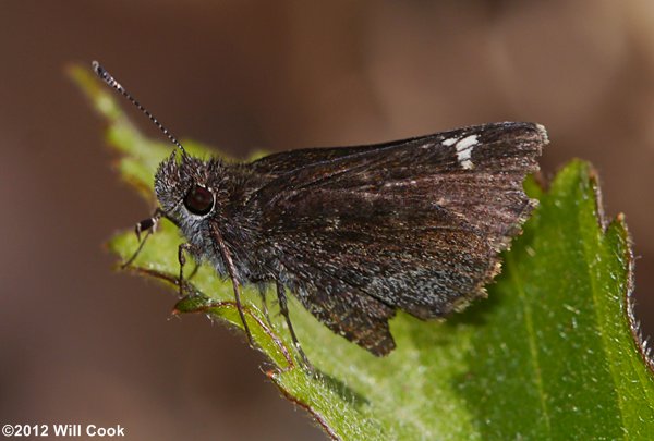 Common Roadside-Skipper (Amblyscirtes vialis)