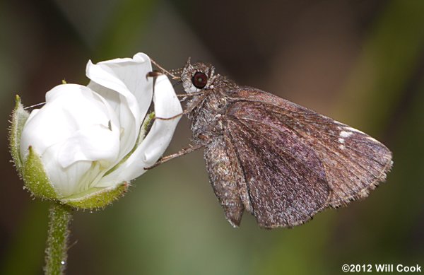 Common Roadside-Skipper (Amblyscirtes vialis)