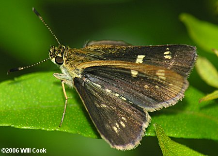 Carolina Roadside-Skipper (Amblyscirtes carolina)