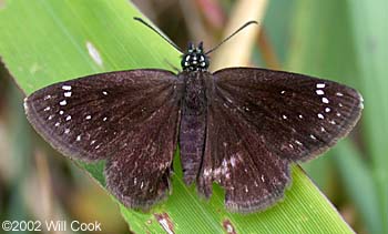 Common Sootywing (Pholisora catullus)