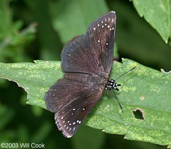 Common Sootywing (Pholisora catullus)