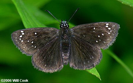 Common Sootywing (Pholisora catullus)