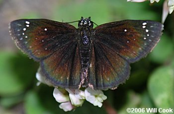 Common Sootywing (Pholisora catullus)