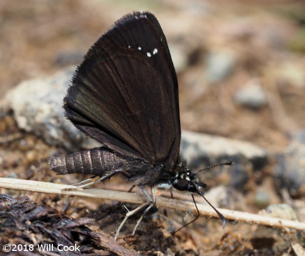 Common Sootywing (Pholisora catullus)