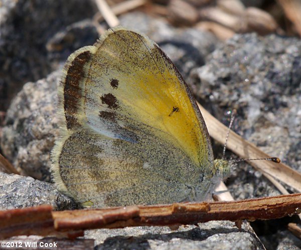 Dainty Sulphur (Nathalis iole)