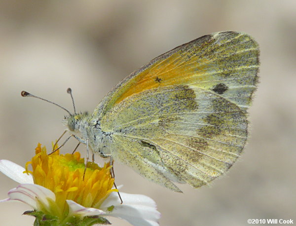 Dainty Sulphur (Nathalis iole)