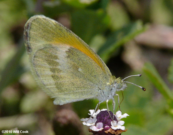 Dainty Sulphur (Nathalis iole)