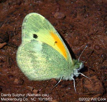 Dainty Sulphur (Nathalis iole)