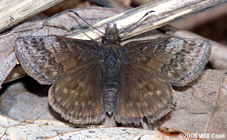 Dreamy Duskywing (Erynnis icelus)