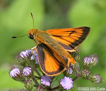 Delaware Skipper (Anatrytone logan)