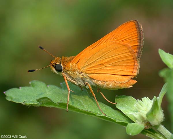 Delaware Skipper (Anatrytone logan)