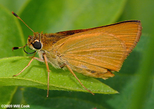 Delaware Skipper (Anatrytone logan)