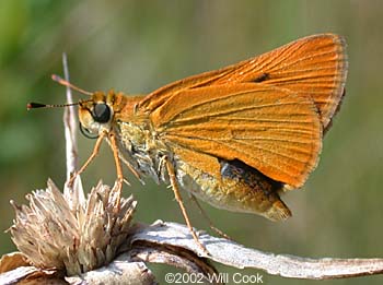 Delaware Skipper (Anatrytone logan)