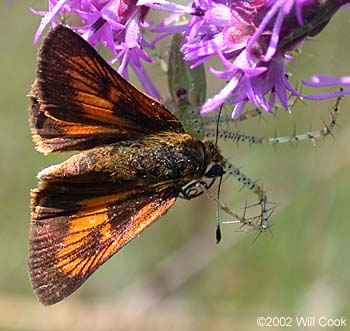 Delaware Skipper (Anatrytone logan)