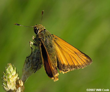 Delaware Skipper (Anatrytone logan)