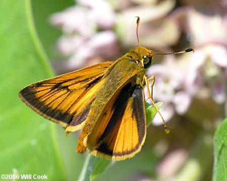 Delaware Skipper (Anatrytone logan)