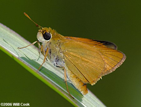 Delaware Skipper (Anatrytone logan)