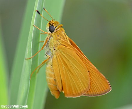 Delaware Skipper (Anatrytone logan)