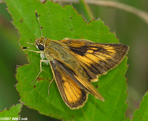 Delaware Skipper (Anatrytone logan)