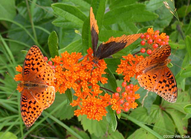 Diana Fritillary (Speyeria diana)