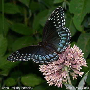 Diana Fritillary (Speyeria diana)