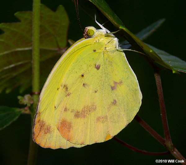 Dina Yellow (Eurema/Pyrisitia dina)