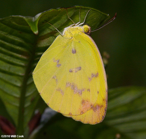 Dina Yellow (Eurema/Pyrisitia dina)