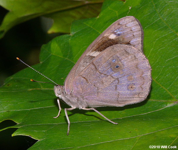 Dingy Purplewing (Eunica monima)