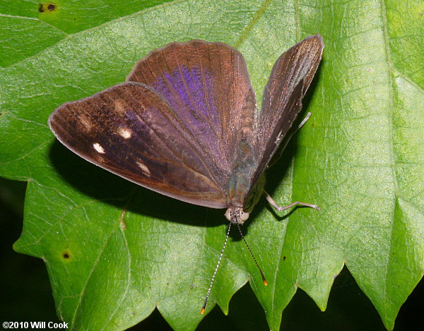 Dingy Purplewing (Eunica monima)