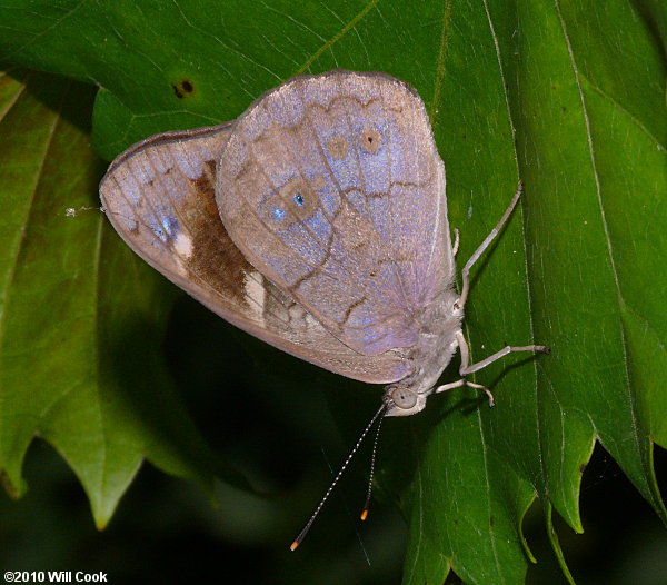 Dingy Purplewing (Eunica monima)