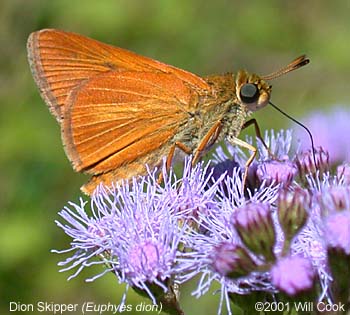 Dion Skipper (Euphyes dion)