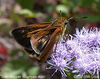 Dion Skipper (Euphyes dion)