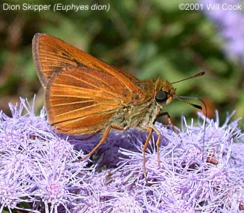 Dion Skipper (Euphyes dion)