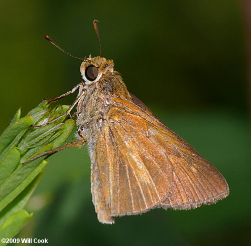 Dion Skipper (Euphyes dion)