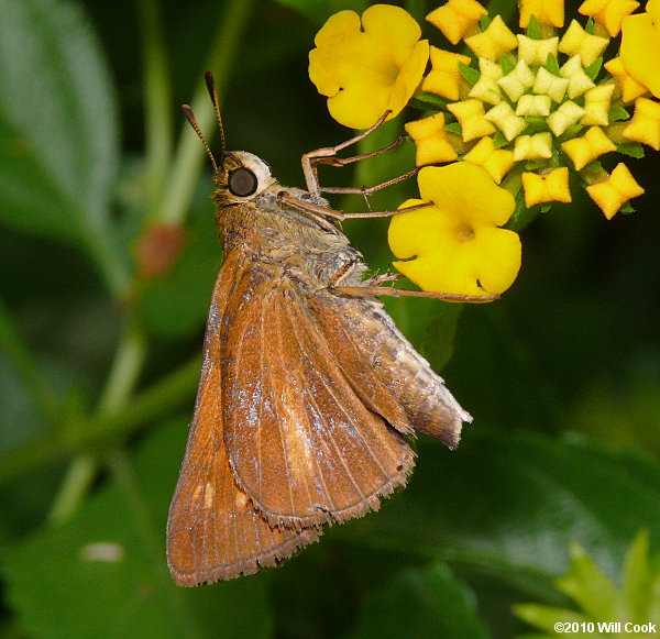 Dion Skipper (Euphyes dion)